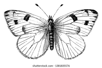 Male Cabbage Butterfly in which the wings are white with black tips on the forewings, vintage line drawing or engraving illustration.