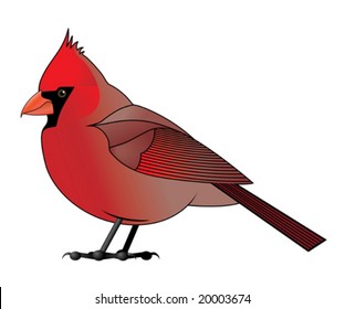 Male Cardinal (Vector)