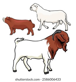 male cattle on white background separately