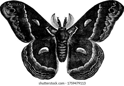 Male cecropia moth, with crescent spots, collar and bands , vintage line drawing or engraving illustration.