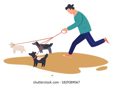 Male character walking dogs, active puppies on leash running. Owner and domestic pets outdoors, training canines. Person on workout with doggy, sporty and active lifestyle, vector in flat style