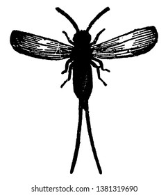 Male Cochineal Insect is a dye stuff employed in dyeing scarlet and crimson, vintage line drawing or engraving illustration.