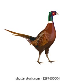 Male (cock) ring-necked pheasant. Side view. Vector illustration isolated on white background