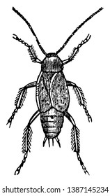 La cucaracha masculina de hilo largo como antenas y alas se dobló sólo longitudinalmente, dibujo de línea vintage o ilustración de grabado.