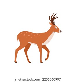 Male deer with antler walking, cartoon flat vector illustration isolated on white background. Concepts of wildlife, nature and animals. Cute reindeer drawing, great for kids designs.