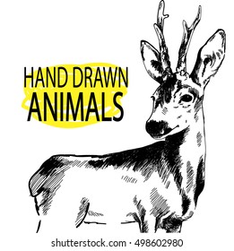 
Male deer. Deer with antlers. Drawing by hand in vintage style.