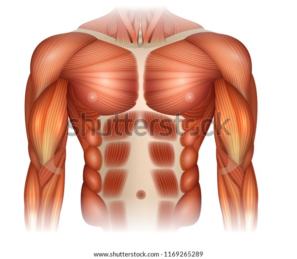 Male Diastasis Recti Known Diastasis Rectus Stock Vector (Royalty Free ...