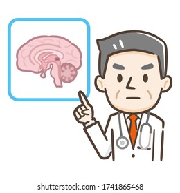 Male doctor to the medical explanation "brain"