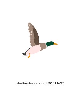 male duck flying with green head and raised wings, vector illustration