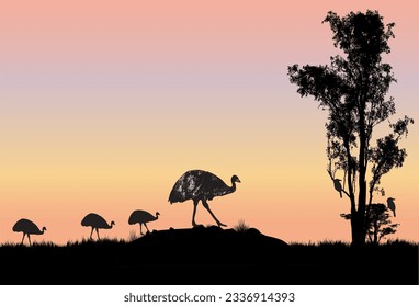 Male emu with chicks and gum tree  in the sunset. two kookaburra in the tree