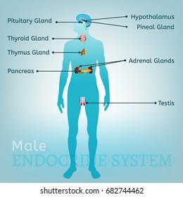 Male endocrine system. Human anatomy. Human silhouette with detailed internal organs. vector illustration isolated on a light blue background.