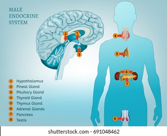 Male endocrine system. Human anatomy. Human silhouette with detailed internal organs. vector illustration isolated on a light blue background.