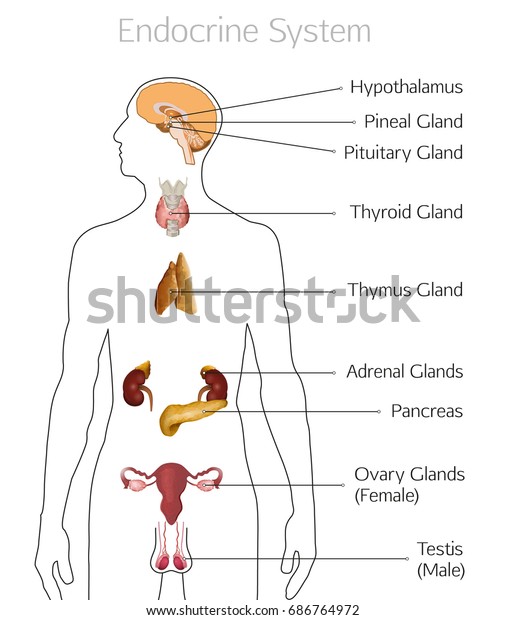 Male endocrine system. Human anatomy. Human\
silhouette with detailed internal organs. vector illustration\
isolated on a white\
background.