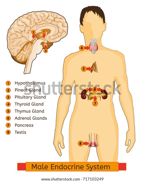 Male Endocrine System Human Anatomy Human Stock Vector Royalty Free 717103249 