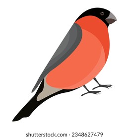 Male Eurasian bull finch isolated on white background in flat vector style