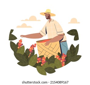 Male farmer collecting rape coffee beans from tree. Man harvesting coffee on farm plantation. Production and manufacturing concept. Cartoon flat vector illustration