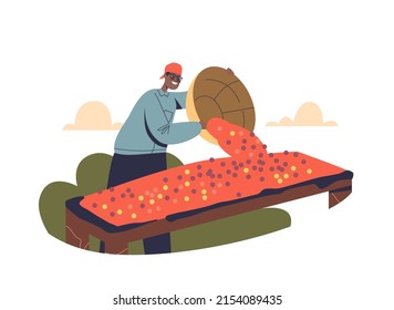 Male farmer drying rape coffee beans on farm. Man manufacturing coffee after harvesting from plantation. Production concept. Cartoon flat vector illustration