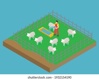 Male farmer giving water to the sheep in the shed. Livestock isometric vector concept