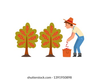 Male Farmer in Straw Hat Gathering Coffee Beans on Plantation, Coffee Industry Production Stage Vector Illustration