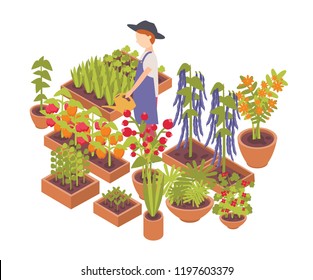 Male farmer watering vegetables and flowers growing planters isolated on white background. Eco friendly farming, crops cultivation, organic gardening. Colorful isometric vector illustration.