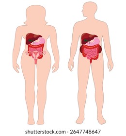 Anatomia masculina e feminina com ilustração interna de órgãos digestivos e reprodutivos.
