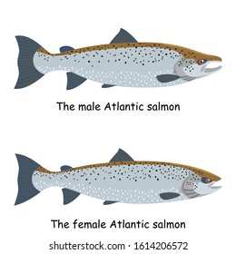 The male and female Atlantic salmon (Salmo salar) are isolated on the white background.