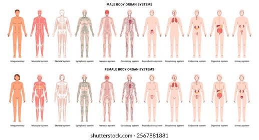 Male and female bodies organ systems. Vector integumentary and skeletal, muscular and nervous, endocrine and cardiovascular, lymphatic and immune, respiratory and digestive, urinary and reproductive