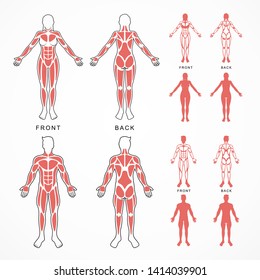 Male and female body muscles vector
