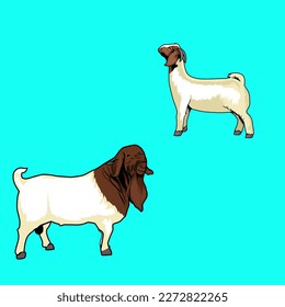 the male and female boer goats were standing proudly