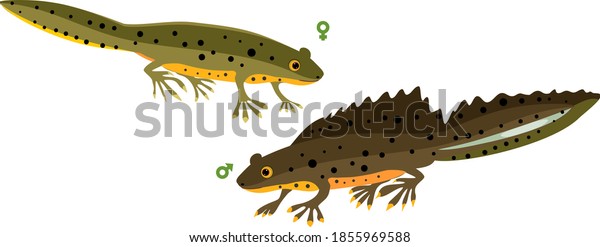 Male and female Cartoon crested newt isolated
on white background