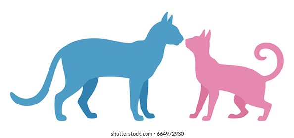 Male and female cat on a white background