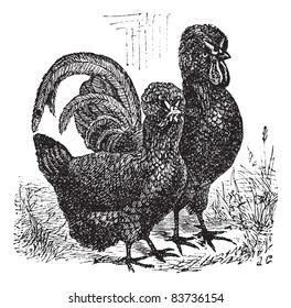 Male and female of Crevecoeur (chicken), vintage engraving. Old engraved illustration of Male and female of Crevecoeur chicken in the meadow.  Trousset encyclopedia (1886 - 1891).