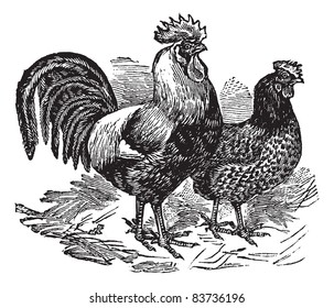 Male and female of Dorking (chicken), vintage engraving. Old engraved illustration of Male and female of Dorking chicken in the meadow. Trousset encyclopedia (1886 - 1891).