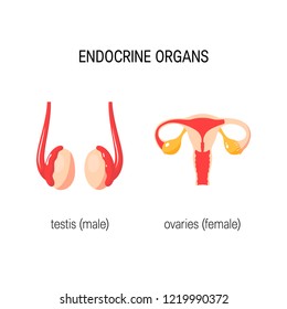 Male and female endocrine organs: testis and ovary. Simple medical vector illustration in flat style