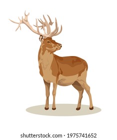 male and female European fallow deer. Deer brown or red deer. Wild animals of Europe, America and Scandinavia. Vector illustration of a young sika deer