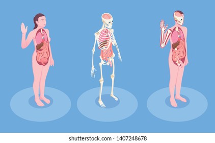 Male and female human bodies and internal organs 3d isometric vector illustration