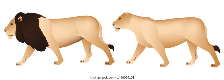 Male and female lion graphic vector