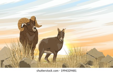 Male and female of mountain sheep Ovis canadensis stand in tall dry grass at dawn. Wild mammals of North America. Realistic vector landscape