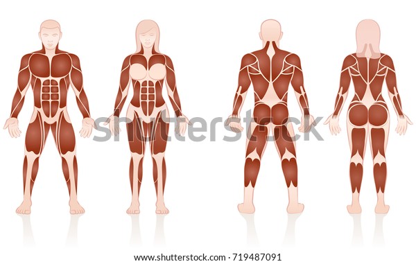 白い背景に男性と女性の筋肉 男性と女性の大きな筋肉グループ 正面と背景 のベクター画像素材 ロイヤリティフリー