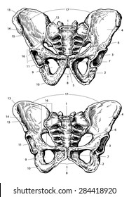 Male And Female Pelvis