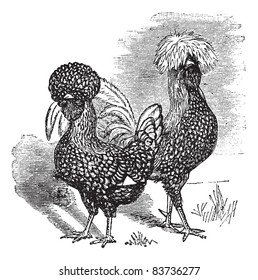 Male and female of Polish (chicken), vintage engraving. Old engraved illustration of Male and female of Polish chicken in the meadow. Trousset encyclopedia (1886 - 1891).