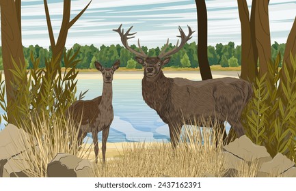 A male and female red deer stand on the bank of a river in a thicket of plants. Noble deer Cervus elaphus in the wild. Realistic vector landscape