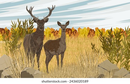 A male and female red deer stands in a meadow with tall dry grass. Noble deer Cervus elaphus in the wild in autumn. Realistic vector landscape