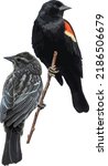 Male and Female Red Winged Blackbird Bird Couple on a Branch Cutout and Isolated 