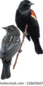 Male and Female Red Winged Blackbird Bird Couple on a Branch Cutout and Isolated 