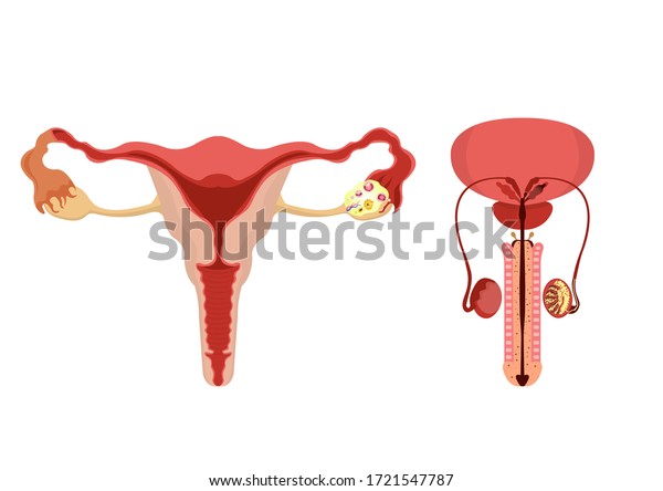 Male Female Reproductive System Anatomy Human Stock Vector Royalty Free 1721547787 Shutterstock 6301