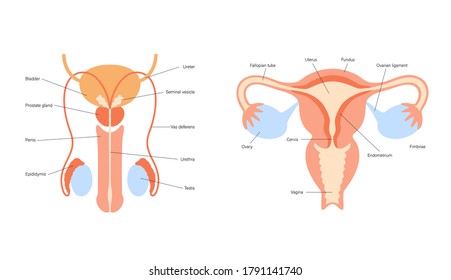 Male and female reproductive system diagram. Uterus and ovary, penis and testis in man and woman body. Sexual organ anatomy concept. Flat vector biology illustration. Medical poster, banner for clinic
