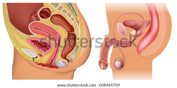 男性和女性生殖系统图库存矢量图 免版税