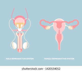 Male And Female Reproductive System, Internal Organs Anatomy Body Part Nervous System, Vector Illustration Cartoon Flat Character Design Clip Art