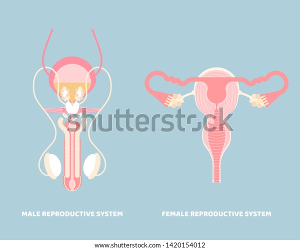 male and female reproductive system, internal\
organs anatomy body part nervous system, vector illustration\
cartoon flat character design clip\
art